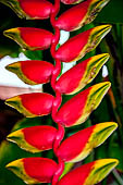 Heliconia Luang Prabang, Laos.